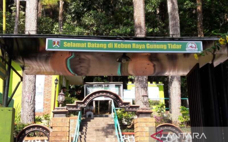 Keindahan alam “paku Tanah Jawa” di Lembah Tidar